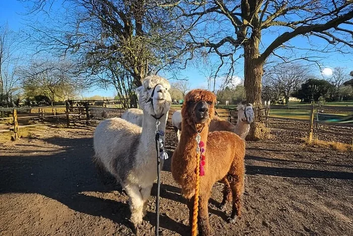 1 Hour Alpaca Meet and Greet for up to 4/Family – Birmingham