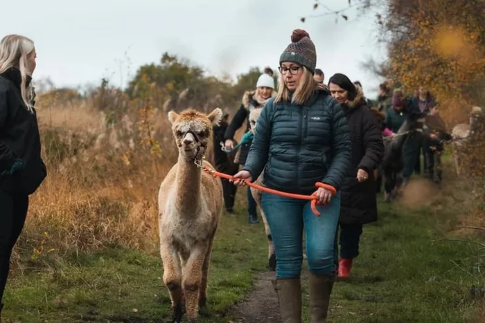 1-Hour Alpaca Trekking & Feeding Experience for 1, 2, or 4 People at Wetley Moor Alpacas