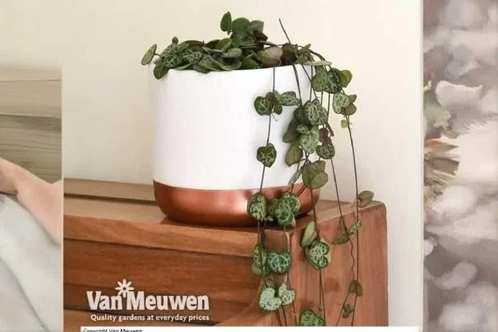 1 or 2 String of Hearts Plants