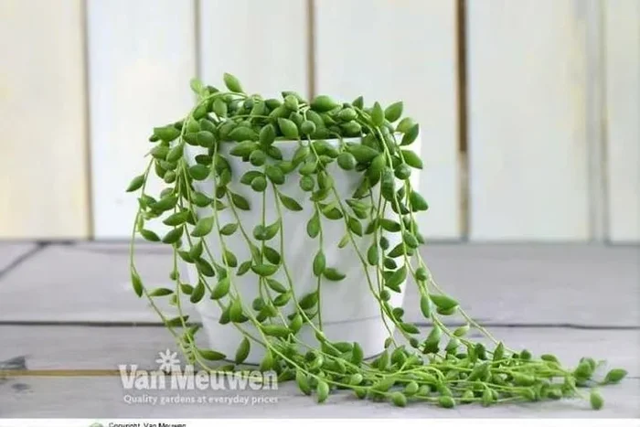 1 or 2 String of Teardrops Plants