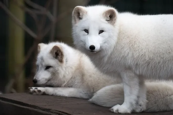 1hr Carnivore Animal Encounter for Two at Hoo Zoo & Dinosaur World, Shropshire