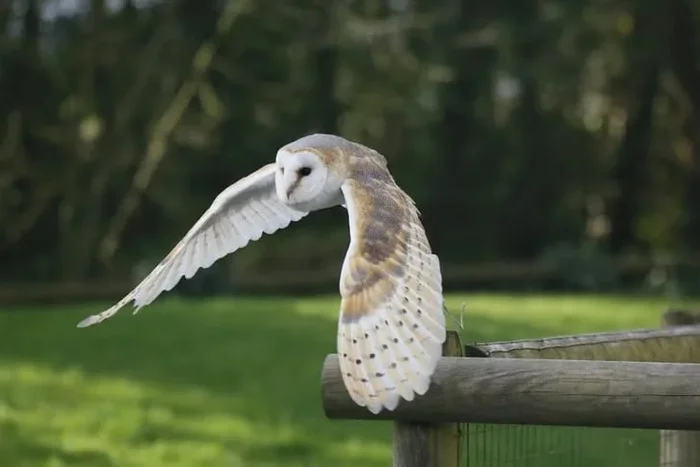2-Hour Owl Encounter Experience for up to 4 People at Hawksflight Falconry, Burton-on-Trent