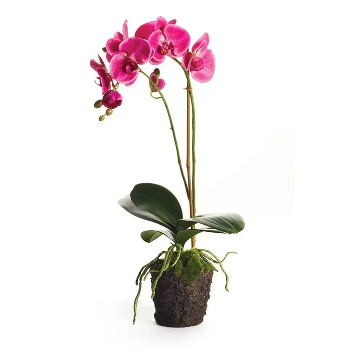 23″ Fuchsia Phalaenopsis Drop-In – Napa Home & Garden
