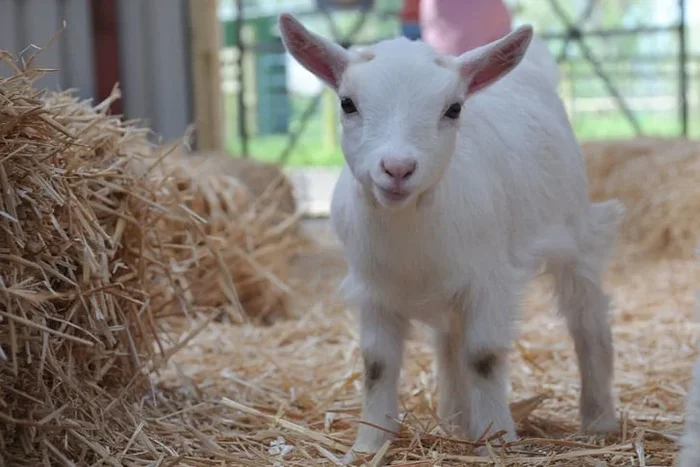 30-Minute Pygmy Goat Experience with Cream Tea – Willow Tree Farm
