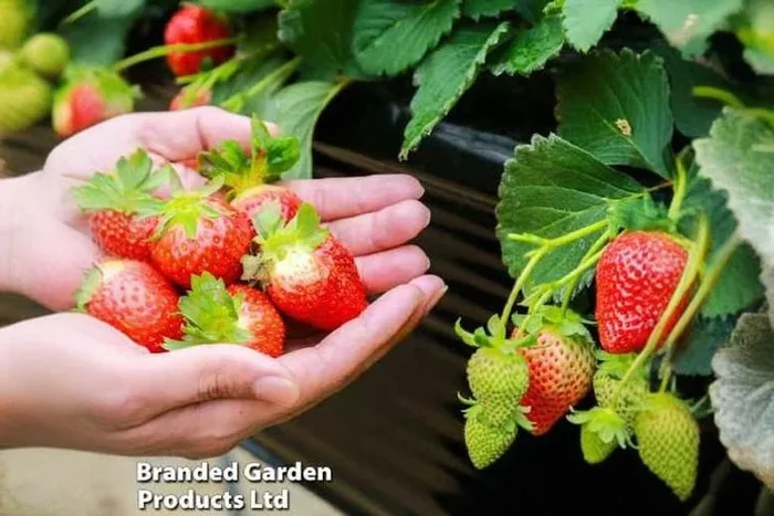 6 Spectacular Potted Strawberry Symphony Plants