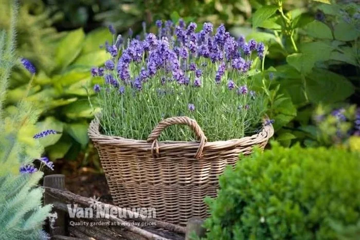 9 Exquisite Lavender ‘Munstead’ Plants
