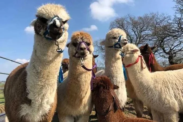 90-Minute Alpaca Walking Experience for Two at Middle England Farm, Birmingham