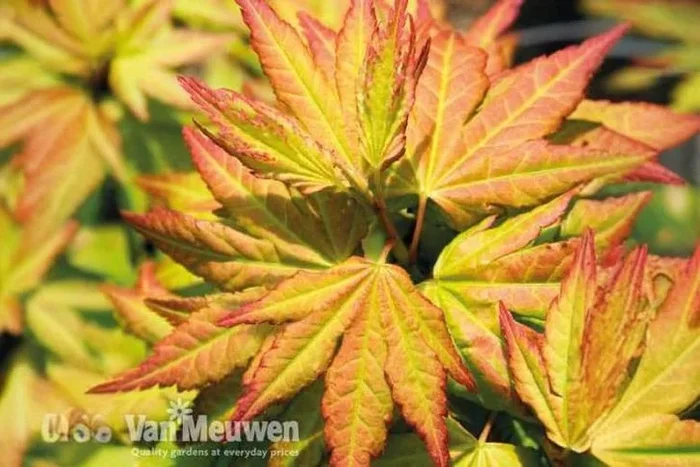 Acer Orange Beauty: Enchanting Garden Duo