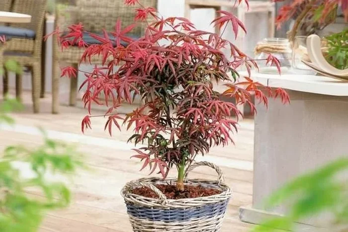 Acer palmatum ‘Starfish’ Japanese Maple Tree – Unique Foliage, 200cm