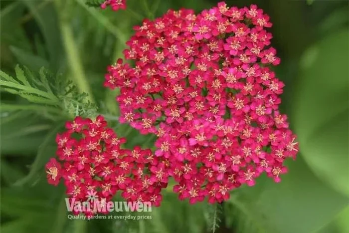 Achillea Cerise Queen – Hardy Perennial Plants