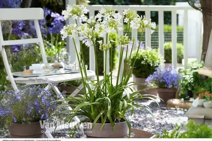Agapanthus ‘Ever White’ Perennial Plants