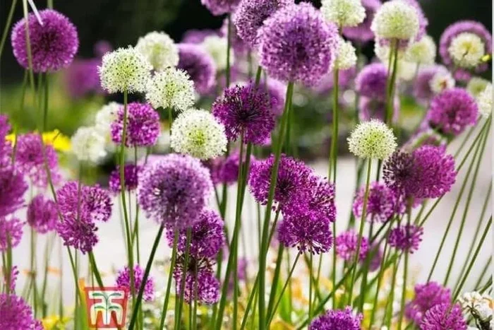 Allium ‘Big Impact Mix’ Flowering Bulbs – Tall Perennial, Mixed Colours, 90cm