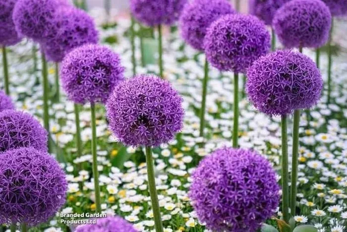 Allium ‘Purple Sensation’ Flowering Bulbs – Perennial, Drought-Tolerant, 90cm Tall