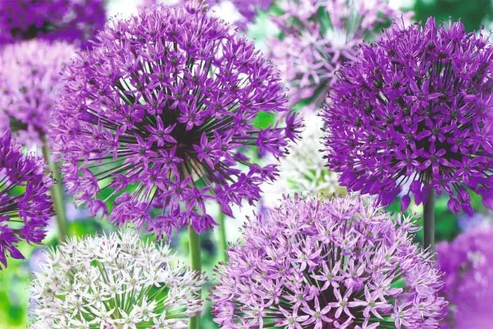 Allium Mixed Bulb Collection for Borders & Containers