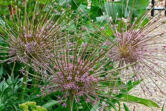 Allium schubertii Bulbs – Dramatic Flowering Perennial for Summer Borders