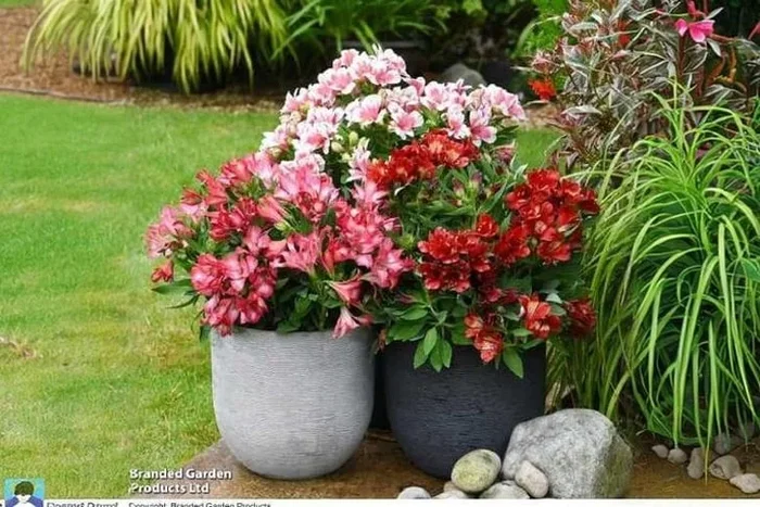 Alstroemeria ‘Pink Passion’ Perennial Plants – Flowering, Compact Trio