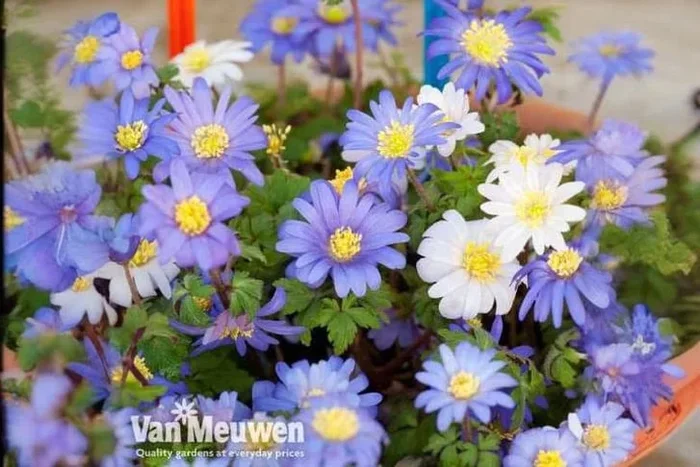 Anemone Blanda Mixed Bulbs – Perennial Flowers