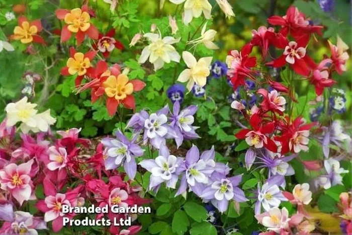 Aquilegia Mrs Scott-Elliott Flowering Perennials