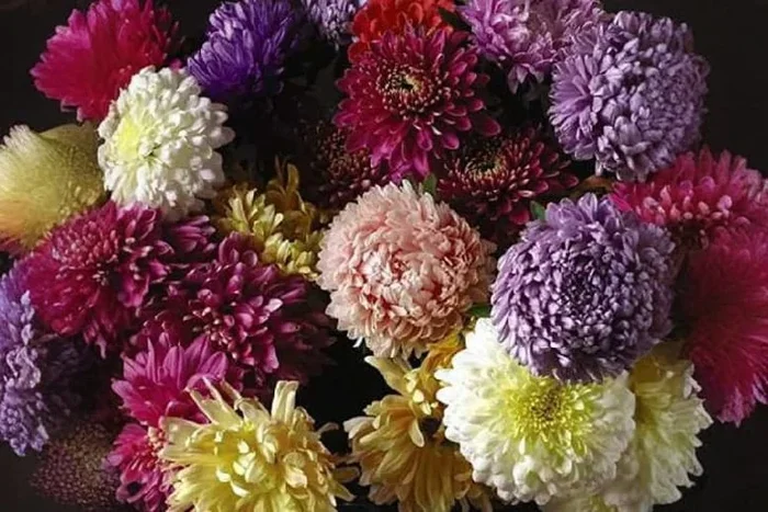 Aster Duchess Mixed Annual Flower Seeds – Bloom Beyond Imagination!