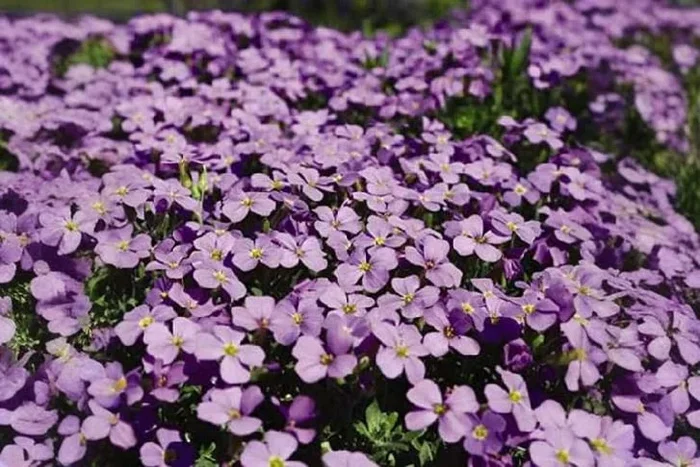 Aubrieta ‘Purple Cascade’ F1 Flower Seeds – Transform Your Garden into a Jewel Box!