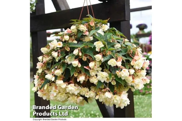 Begonia Belina Vanilla Hanging Basket – Flowering Shade-Loving Basket Plant