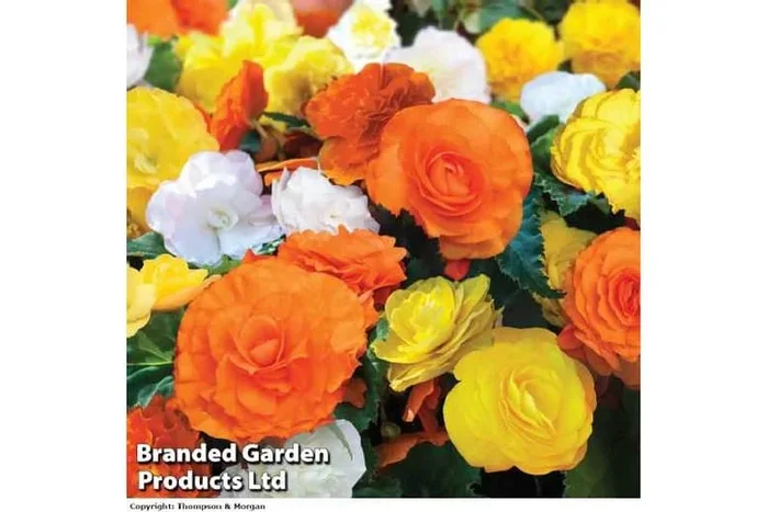 Begonia Nonstop Citrus Mix – Summer Flowering Bedding Plant, Garden Ready