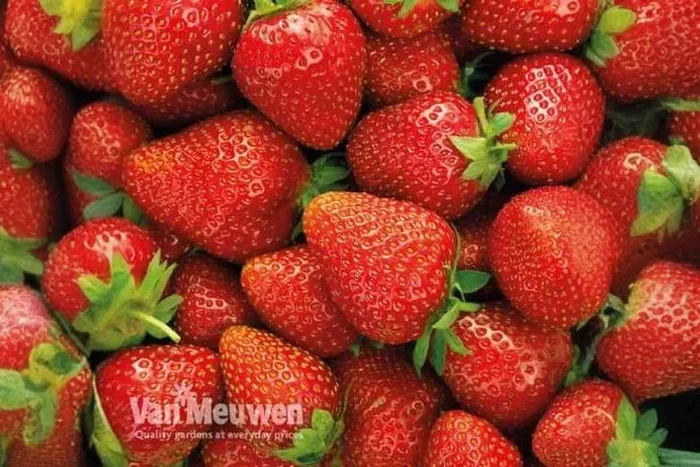 Bountiful 24 Summer Fruit Strawberry Plants