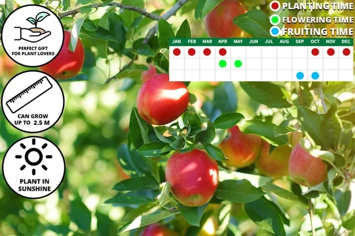 Braeburn Apple Tree – 2 Bare Root Fruit Trees, Self-Fertile, 1.35–1.45m