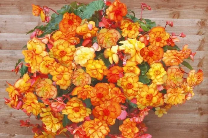 Breathtaking Begonia ‘Cascading Fireball’ – Up to 20
