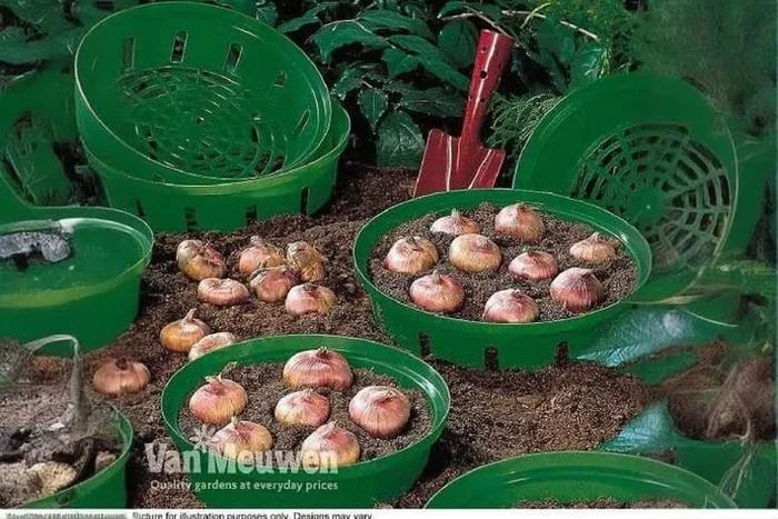 Bulb Planting Baskets – Durable, Reusable, 26cm, Multipack Options