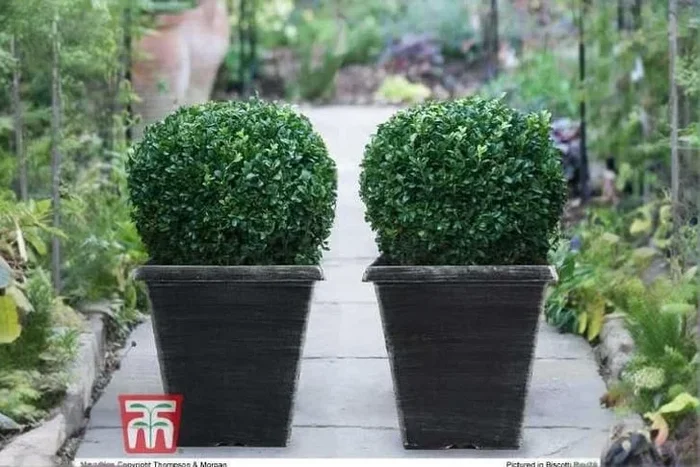 Buxus Topiary Ball Shrub – Evergreen, Hardy, 28-30cm, Patio Ready