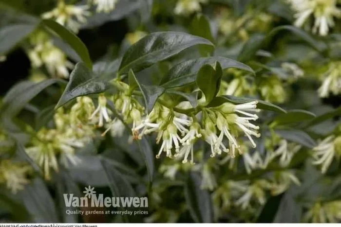 Captivating 4-Pack Scented Sarcococca Confusa Plants