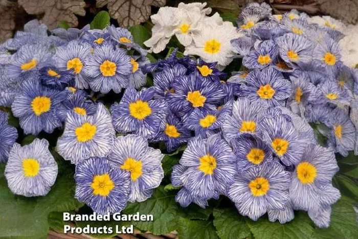Captivating ‘Moonstone’ Primrose Plants – A Symphony of Winter Blooms!