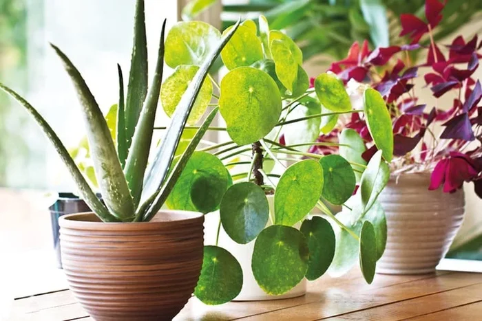 Capture Nature: Up to Three Delightful Aloe Vera Houseplants