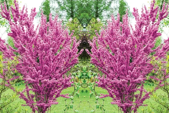 Cercis chinensis ‘Avondale’ – Your Garden’s Enchanting Star
