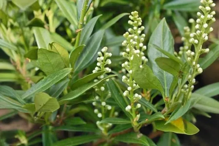 Charming Otto Luyken 3.6L Pot Plant