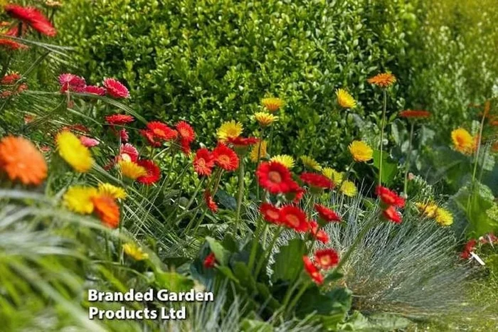 Cheeky Gerbera Mixed Plants – Your Garden’s Colorful Companion!