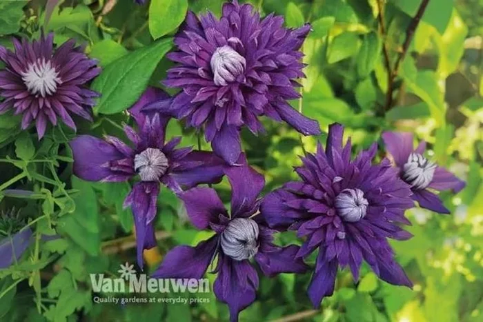 Clematis ‘Kokonoe’ Flowering Perennial Vine – Double Violet Blooms, 250cm