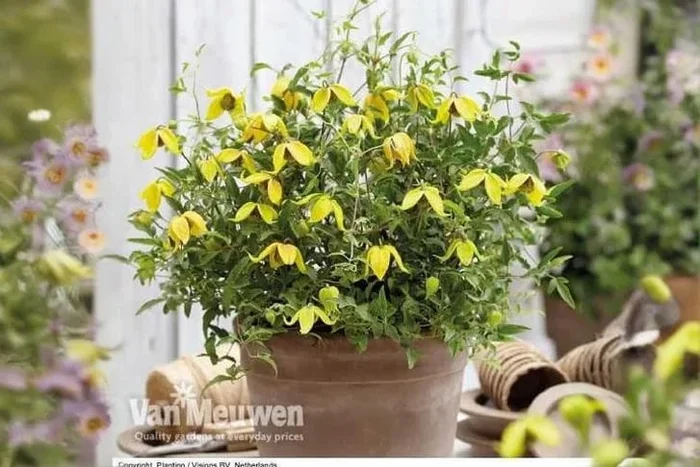 Clematis Little Lemons – Compact Flowering Perennial