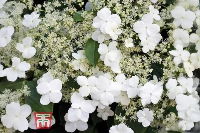 Climbing Hydrangea Anomala Petiolaris – Shade-Loving Flowering Climber, 10m