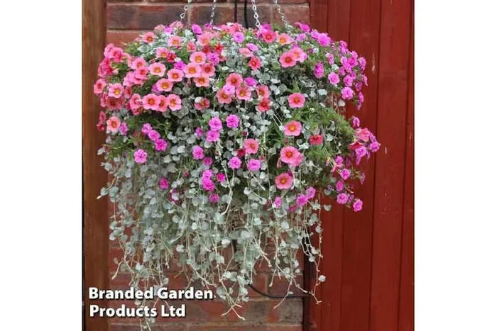 Coral Falls Flowering Hanging Basket – Pre-Planted Calibrachoa & Dichondra, Summer-Long Colour
