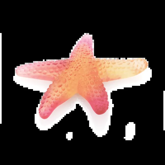 Coral Sea Amber Red Starfish