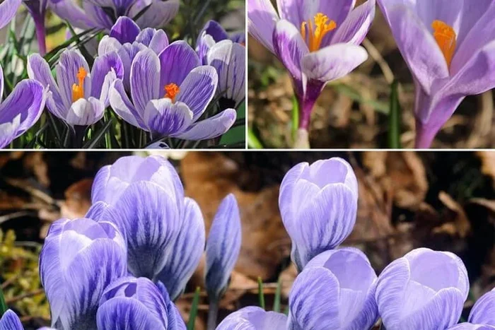 Crocus Bicolour Flowering Bulbs – Early Spring Perennial, Mix of 3 Varieties, Compact