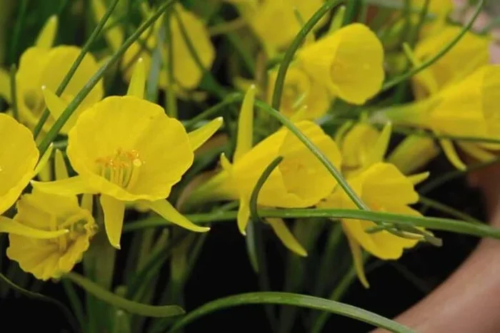 Daffodil Bulbicodum Flowering Bulbs – Up to 100 Golden Spring Blooms