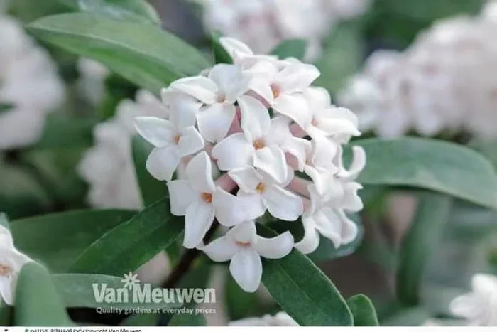 Daphne ‘Eternal Fragrance’ Blossoms Delight – Duo or Trio