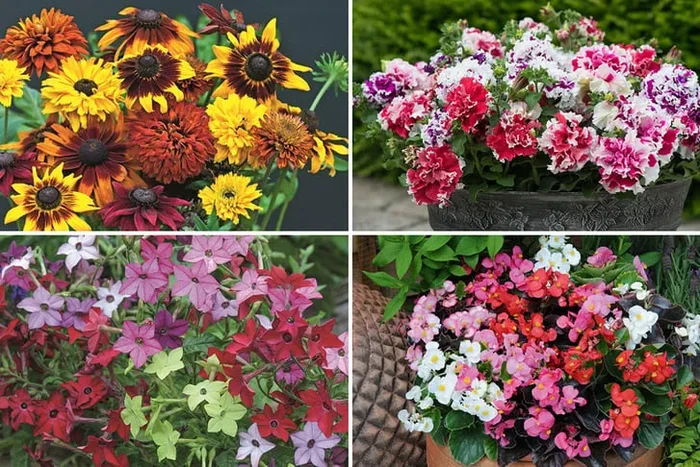 Dazzling Summer Colour Bedding Plants – Choose Up to 144 Beauties!