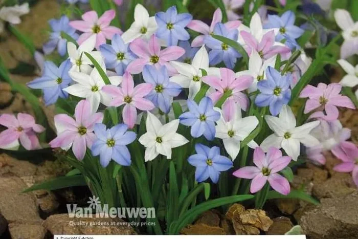 Delightful Ipheion Mix Bulbs – Garden’s Hidden Gems in 3 Sizes!