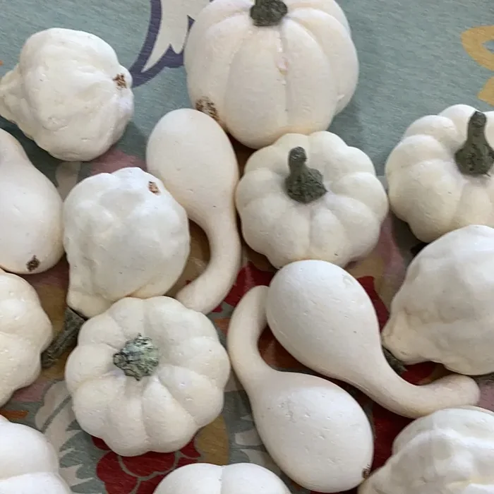 Fall‘s Folly Mini Pumpkins
