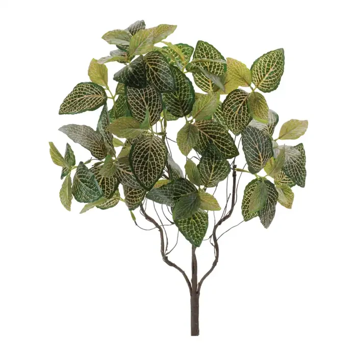Fittonia Leaf Bush 19”H