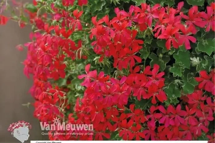 Geranium ‘Balcon Red’ Plants – Vibrant Hanging Blooms